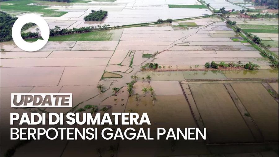 Video: 11,43% Lahan Padi di Sumatera Berpotensi Gagal Panen Buntut Bencana