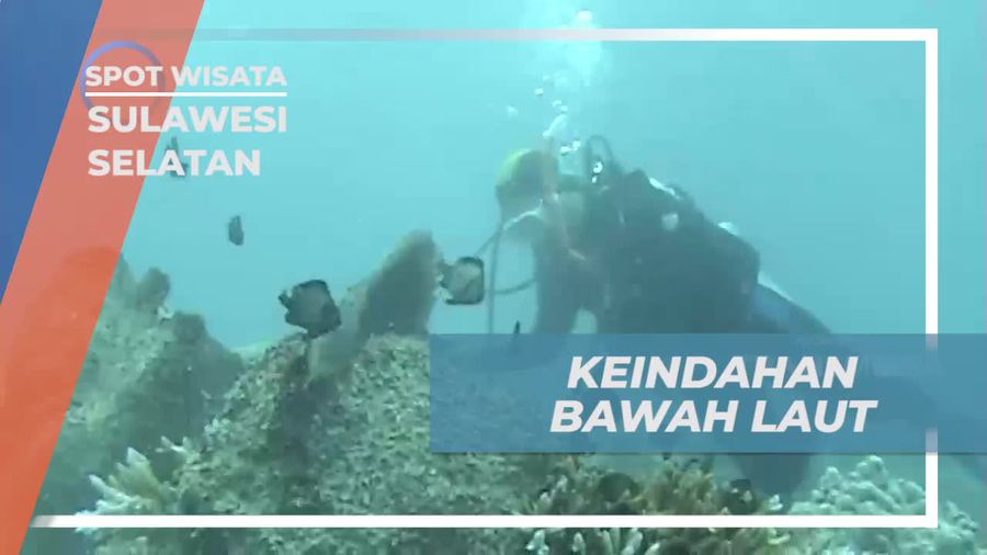 Mengagumi Indahnya Bawah Laut saat Menyelam di Sulawesi Selatan