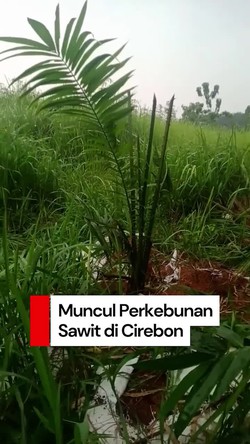 Video: Heboh Kemunculan Perkebunan Sawit di Cirebon