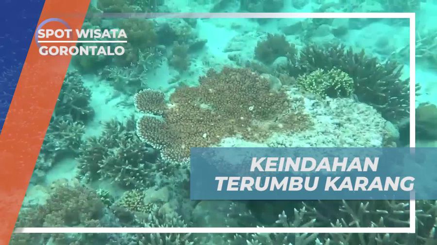 Menyelami Keindahan Terumbu Karang di Pulau Kecil, Gorontalo