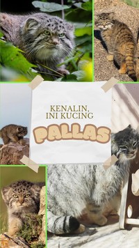 Video Momen Menggemaskan Kawanan Kucing Pallas Melintas di Jalan Raya