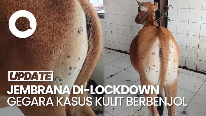 Video: Ada Kasus Penyakit Kulit Berbenjol, Jembrana Bali Di-Lockdown