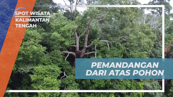 Menikmati Pemandangan Spektakuler dari Atas Pohon di Kalimantan Tengah