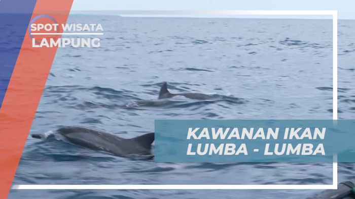 Mengamati Kawanan Ikan Lumba-Lumba Saat Perjalanan ke Pulau Pisang di Lampung  