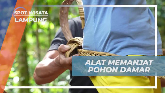 Mencoba Memanjat Pohon Damar di Pulau Pisang, Lampung untuk Menyelami Warisan Nenek Moyang  