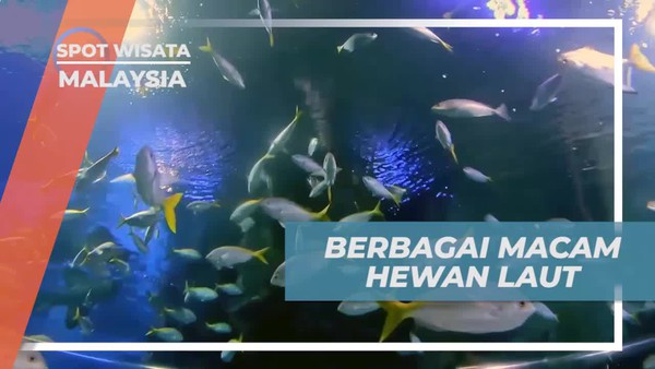Melihat Berbagai Macam Hewan Laut di Aquaria, Malaysia