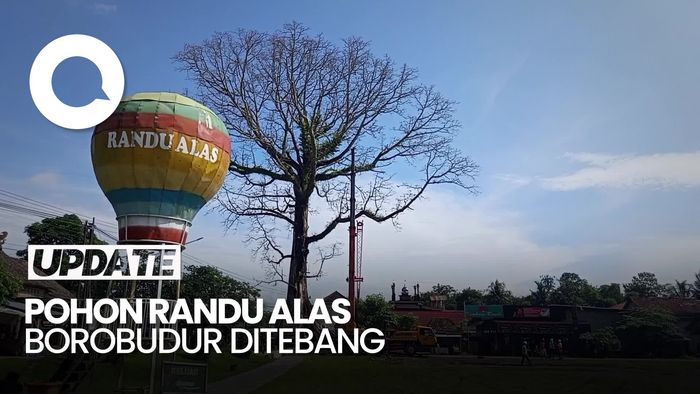 Video Penebangan Pohon Randu Alas Ikon Borobudur yang Berusia Ratusan Tahun