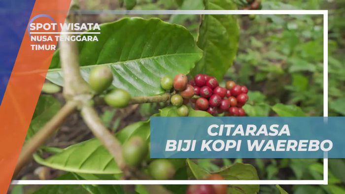 Mencicipi Rasa Biji Kopi Segar dari Kebun Desa Waerebo dan Menyaksikan Reaksi Para Selebriti, Nusa Tenggara Timur