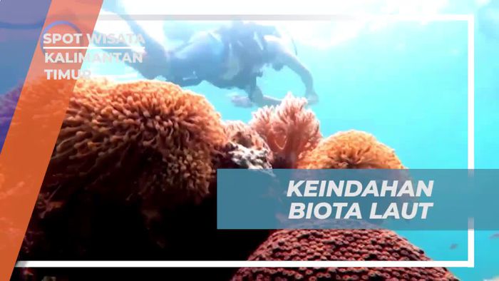 Menyelami Keindahan Biota Laut Derawan Kalimantan Timur