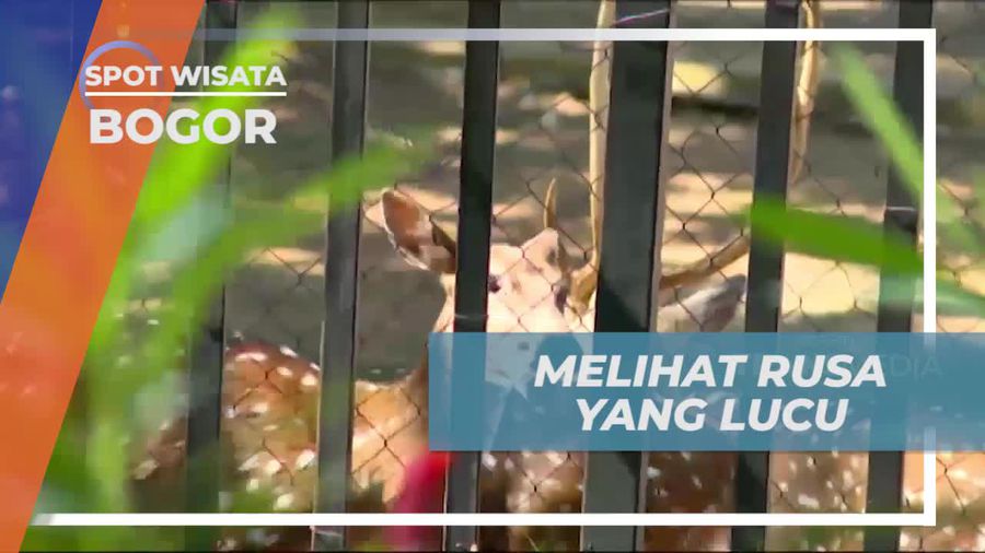 Memberi Makan Rusa di Kawasan Rancamaya, Bogor