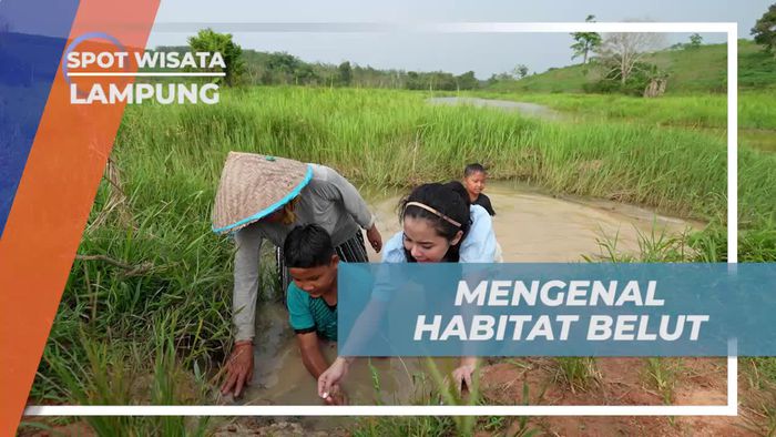 Mengenal Habitat Alami Belut di Perairan Desa Lampung