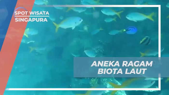 Snorkeling Menikmati Biota Laut di Rainbow Reef, Singapura