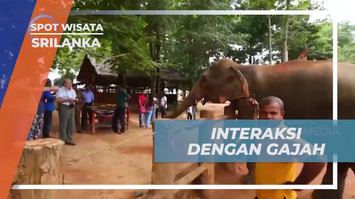 Berinteraksi Seru dengan Gajah di Sri Lanka