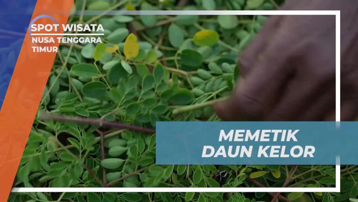 Membantu Memetik Daun Kelor Bersama Warga Desa Benteng None