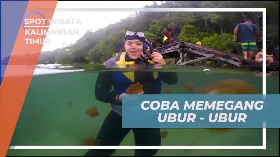 Berenang dan Memegang Ubur-Ubur di Danau Kakaban, Kalimantan Timur