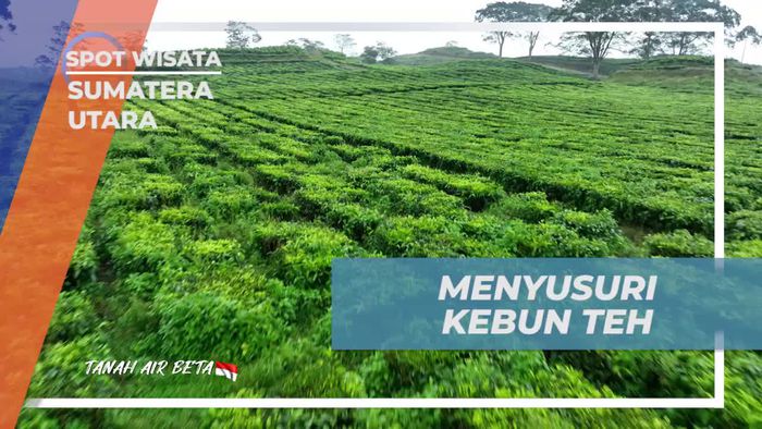 Menjelajahi Kebun Teh dan Menikmati Teh Gula Merah di Sumatera Utara  