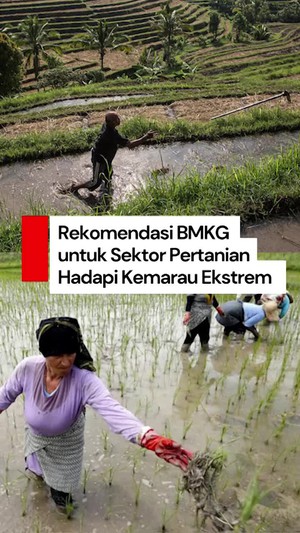 Video: BMKG Keluarkan Rekomendasi untuk Pertanian di Tengah Kemarau Ekstrem