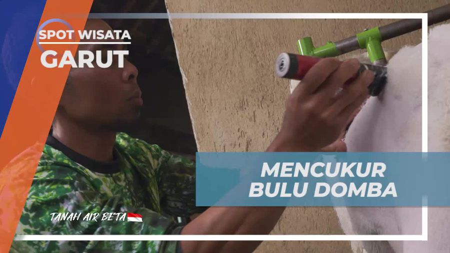 Menggunakan Ketelitian saat Mencukur Bulu Domba Garut di Garut  