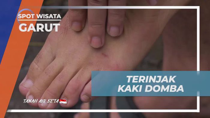 Mengalami Momen Lucu saat Kaki Selebriti Terinjak Domba Garut di Garut  