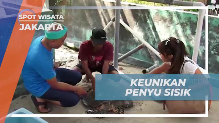 Meninjau Keunikan Penyu Sisik dan Menyaksikan Anak Penyu di Jakarta 