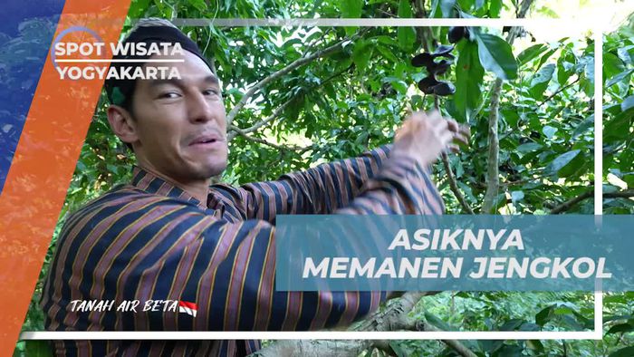 Serunya Memanen Jengkol di Kebun Desa Gunungkidul, Yogyakarta