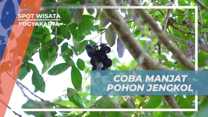 Menantang Diri dengan Manjat Pohon Jengkol di Desa Gunungkidul, Yogyakarta