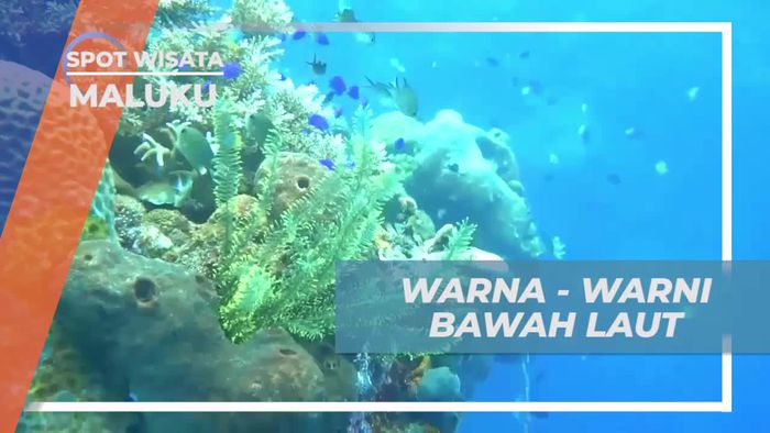 Menyelami Keindahan Bawah Laut Pantai Lubang Buaya, Maluku