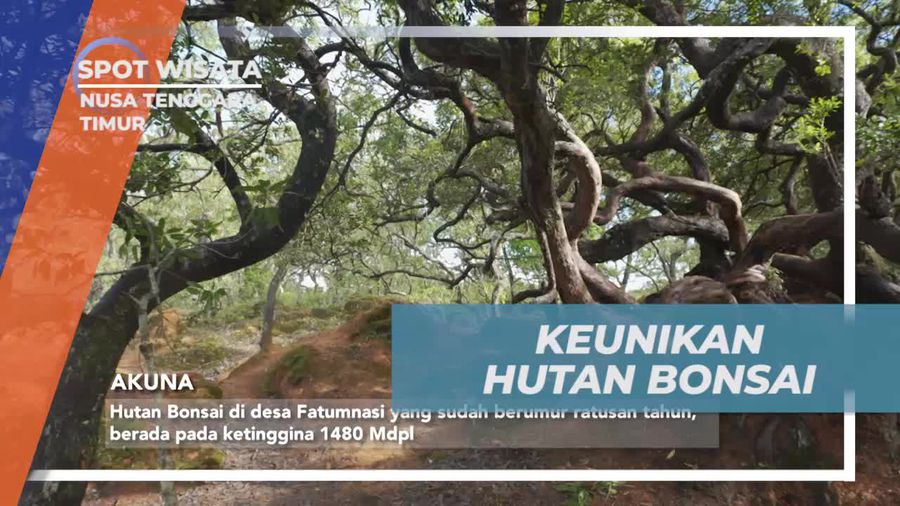 Menelusuri Keunikan Hutan Bonsai Berumur Ratusan Tahun di Nusa Tenggara Timur