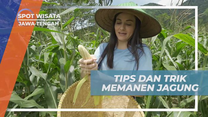 Menguasai Teknik Memanen Jagung di Ciseureuh Jalawastu, Jawa Tengah