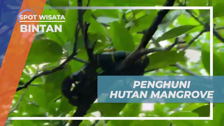 Menemukan Keanekaragaman Hewan Liar di Hutan Mangrove Bintan