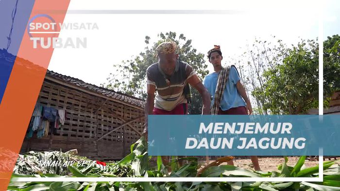 Menjemur Daun Jagung Sebelum Pemberian Pakan Sapi di Tuban