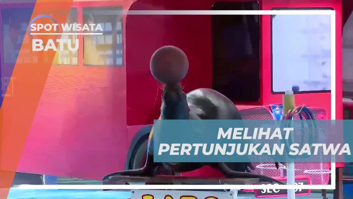 Nikmati Pertunjukan Satwa yang Menggemaskan di Batu Secret Zoo