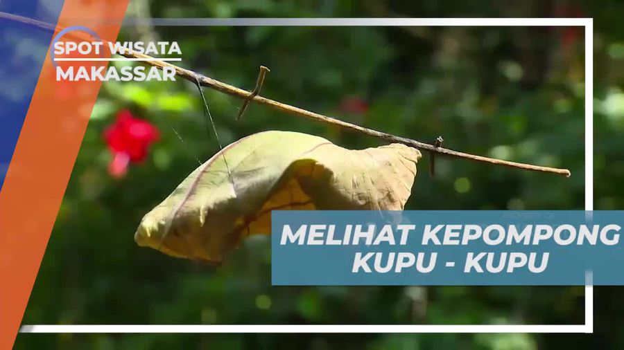 Menyaksikan Proses Metamorfosis Kupu-Kupu di Makassar