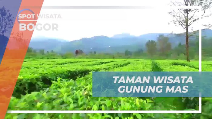 Menjelajahi Taman Wisata Gunung Mas, Bogor