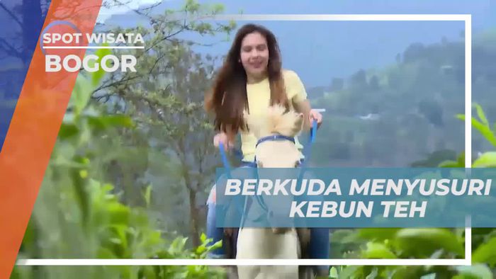 Berkuda Menyusuri Kebun Teh di Taman Wisata Gunung Mas, Bogor