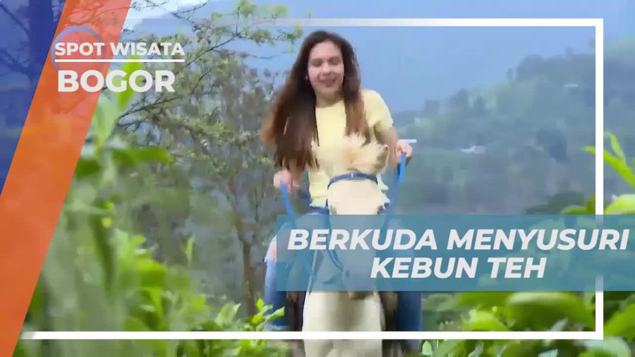 Berkuda Menyusuri Kebun Teh di Taman Wisata Gunung Mas, Bogor