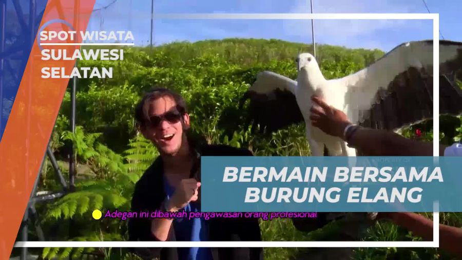 Bermain Bersama Burung Elang di Sulawesi Selatan