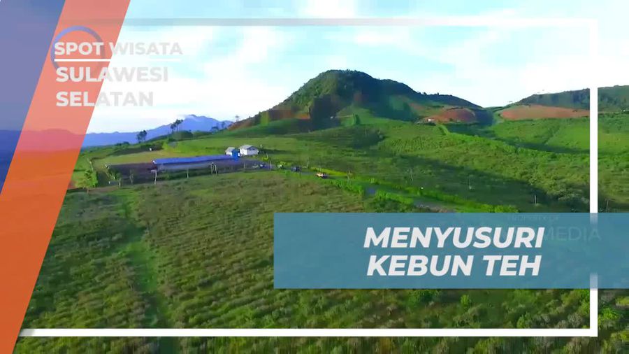 Menyusuri Kebun Teh di Sulawesi Selatan