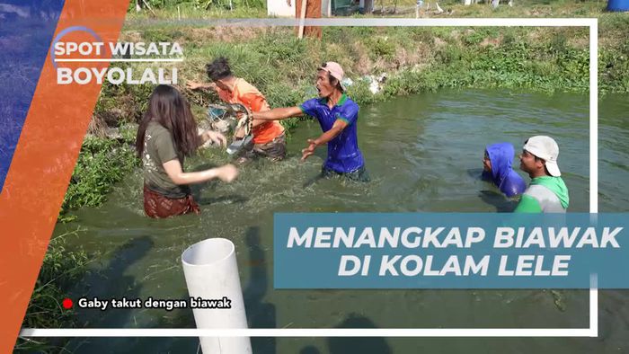 Menangkap Biawak Pengganggu di Kolam Lele Boyolali