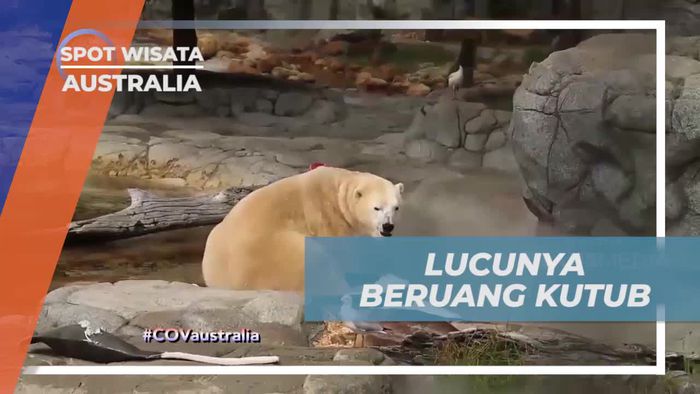 Mengamati Kelucuan Beruang Kutub di Sea World Australia