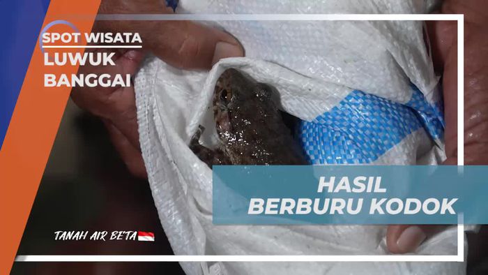 Mengumpulkan Hasil Berburu Kodok Melimpah di Luwuk Banggai