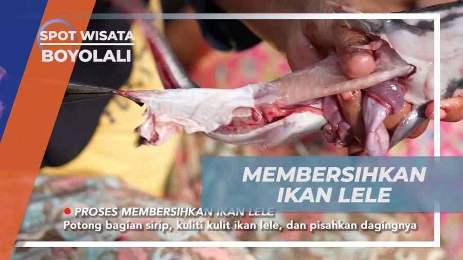 Membersihkan Ikan Lele Bersama Warga Boyolali