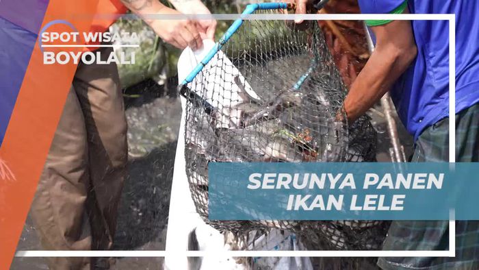 Serunya Memanen Ikan Lele Bersama Warga di Boyolali
