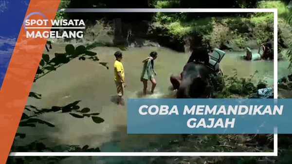 Memandikan Gajah di Sungai Sekitar Borobudur dan Menikmati Suasana Asri di Magelang 