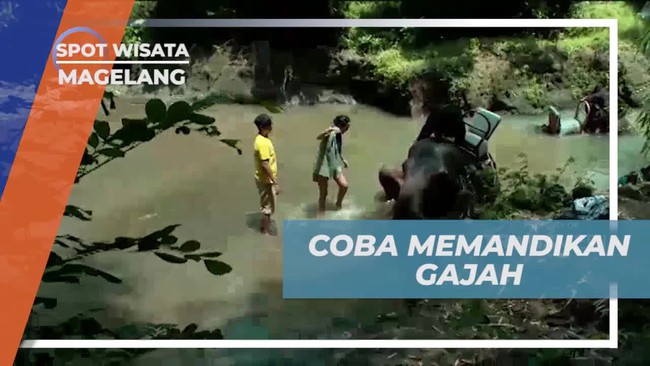 Memandikan Gajah di Sungai Sekitar Borobudur dan Menikmati Suasana Asri di Magelang 