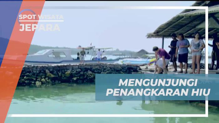Mengunjungi Penangkaran Hiu di Jepara