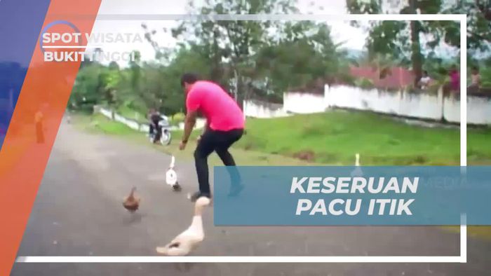 Mengikuti Balapan Itik Tradisional dan Menangkap Momen Seru di Bukittinggi 
