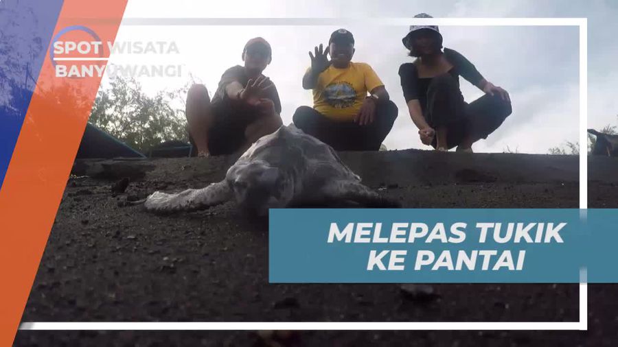Melepas Tukik ke Pantai Cemara, Banyuwangi  