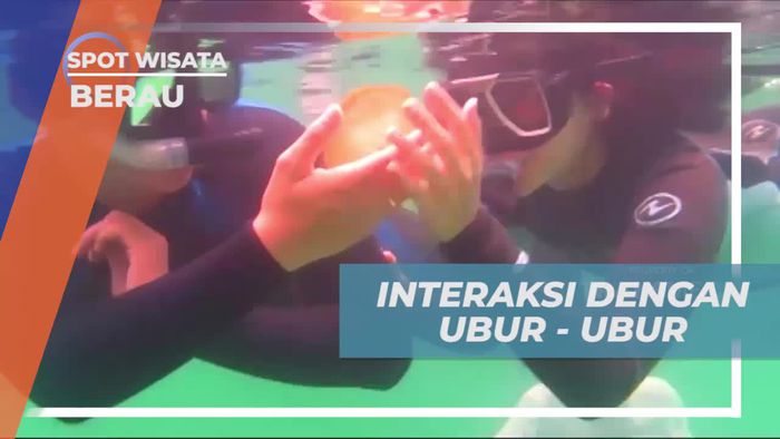Melakukan Snorkeling Seru dan Interaksi dengan Ubur-Ubur di Pulau Kakaban Berau  