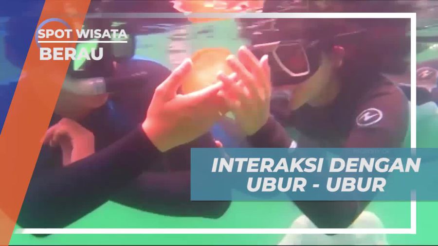 Melakukan Snorkeling Seru dan Interaksi dengan Ubur-Ubur di Pulau Kakaban Berau  